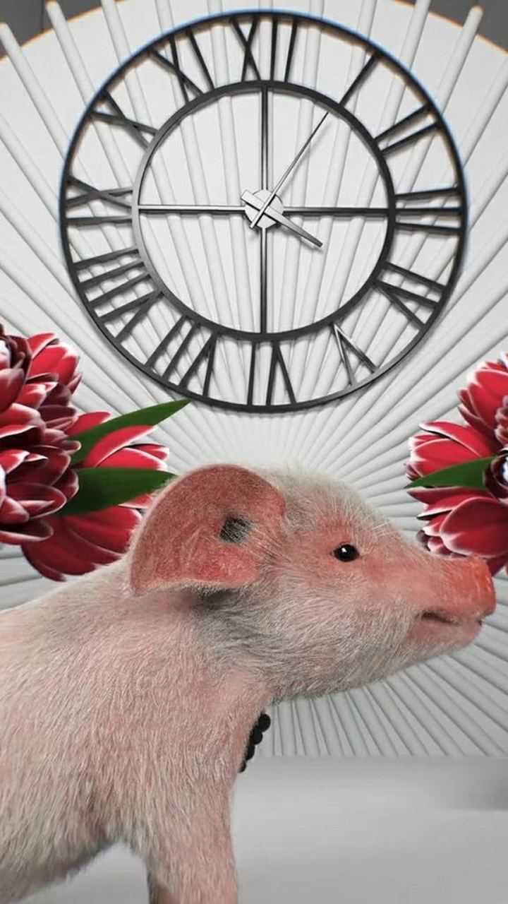 猪小迈婚礼请柬!请准时出席.