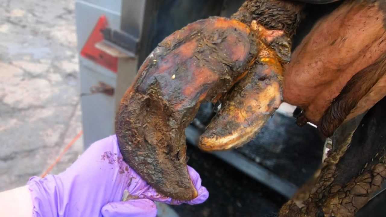 动物修脚是怎样的画面?实拍专业师傅修牛蹄,工具一削一个准太爽了