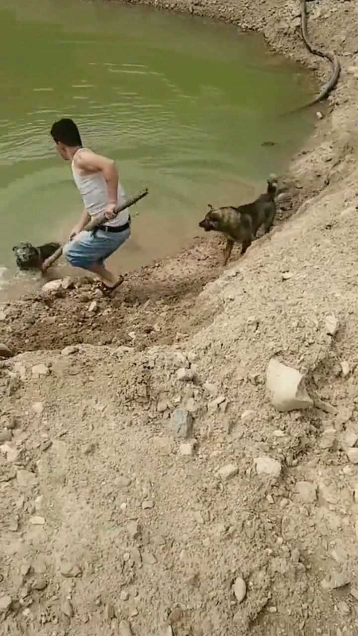 两个狗狗打架头回见这样拉架的真是有一套