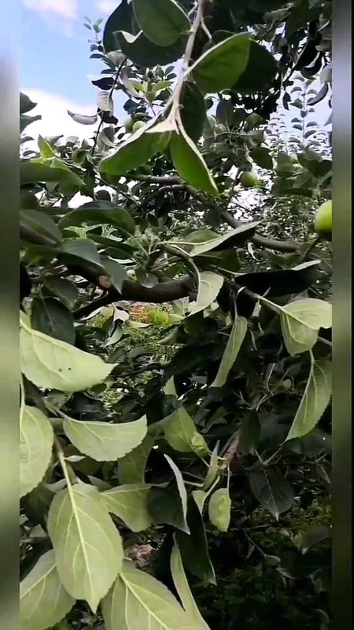 旺长苹果树背上枝侧枝,通过拉枝控旺,变成结果枝