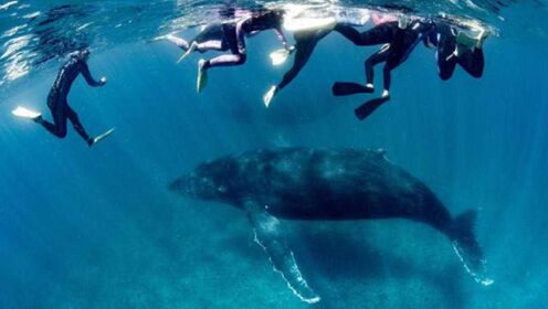 澳大利亚女子与鲸同游 被一尾巴拍中胸部 多处肋骨骨折内出血严重