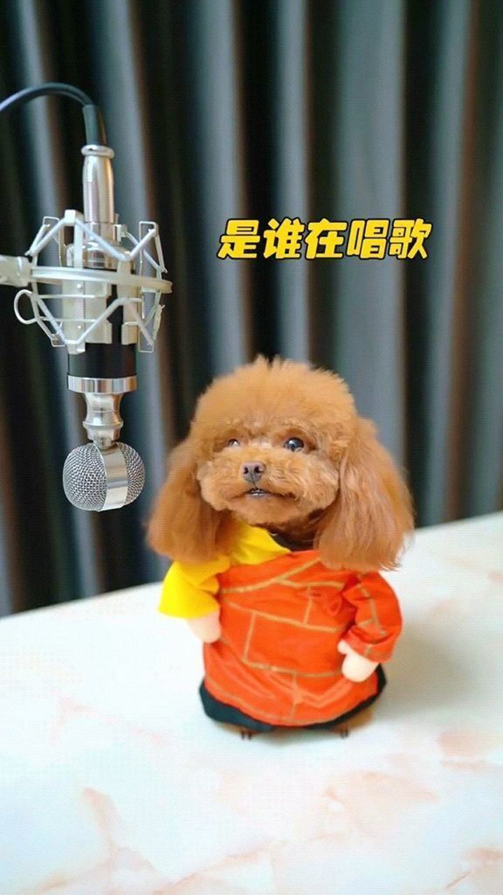 小狗版唐僧来啦,师傅不要念金箍就好