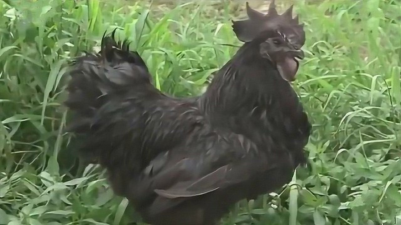 四川山地乌骨鸡很奇特,不仅皮肉骨是黑色的,连心脏都是黑色的_高清1080P在线观看平台_腾讯视频
