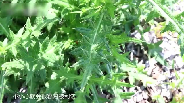 极受欢迎的野草,能治白癜风