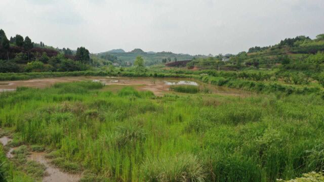 四金相照向峰官帽砂,风水大师王君植四川寻龙视频,真正大贵风水宝地