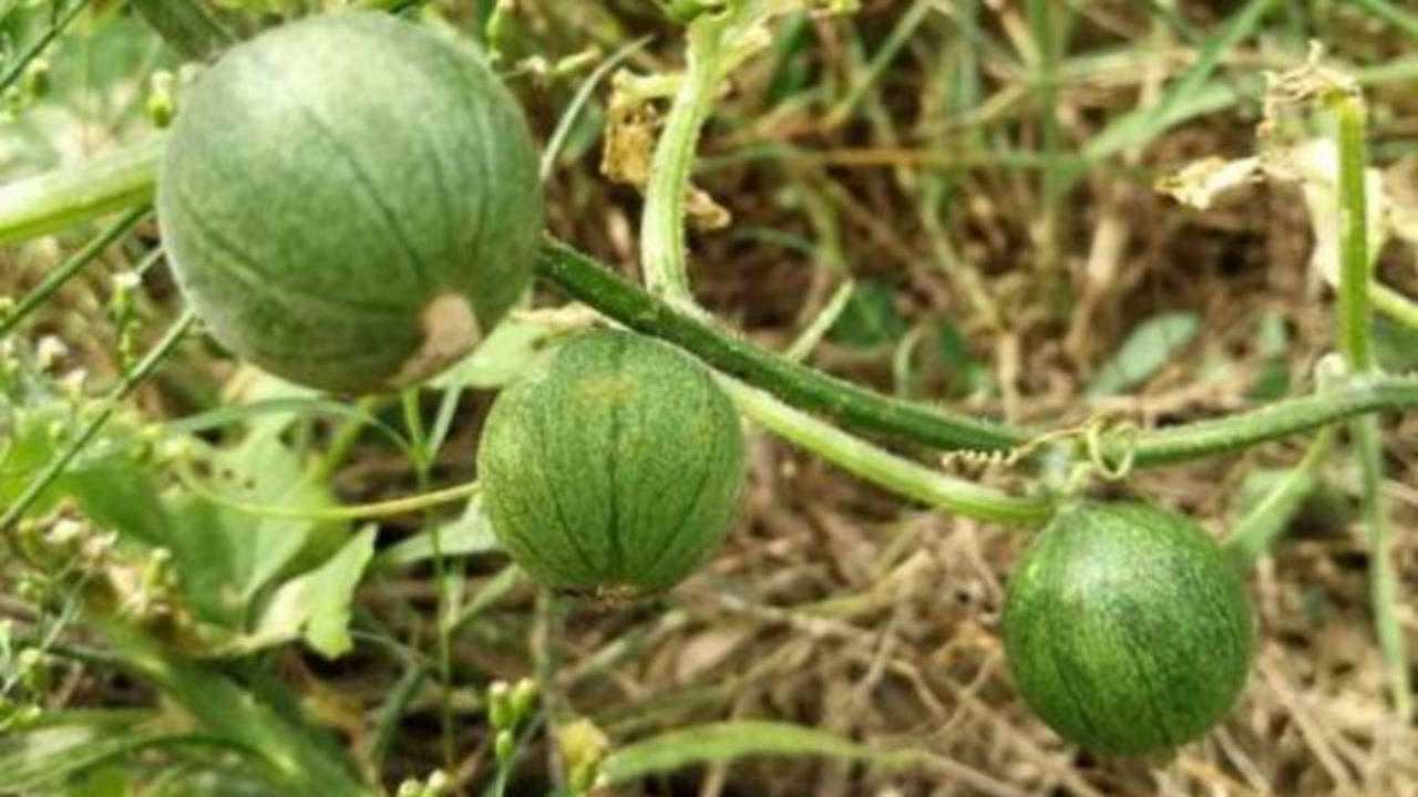 村里俗称"马包蛋",小孩子喜欢捡起来玩,不知药用价值丰富!