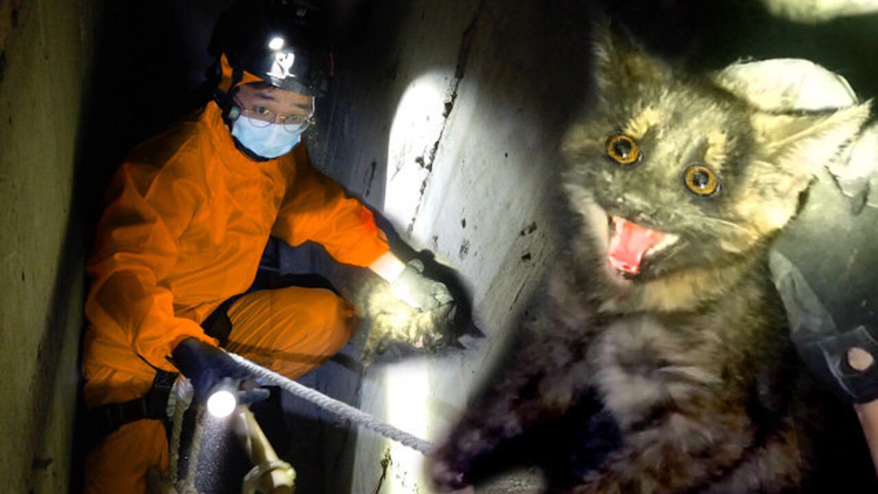 幽闭症慎入!猫咪跌落深井7天放弃呼救,捉住瞬间秒变烟嗓!