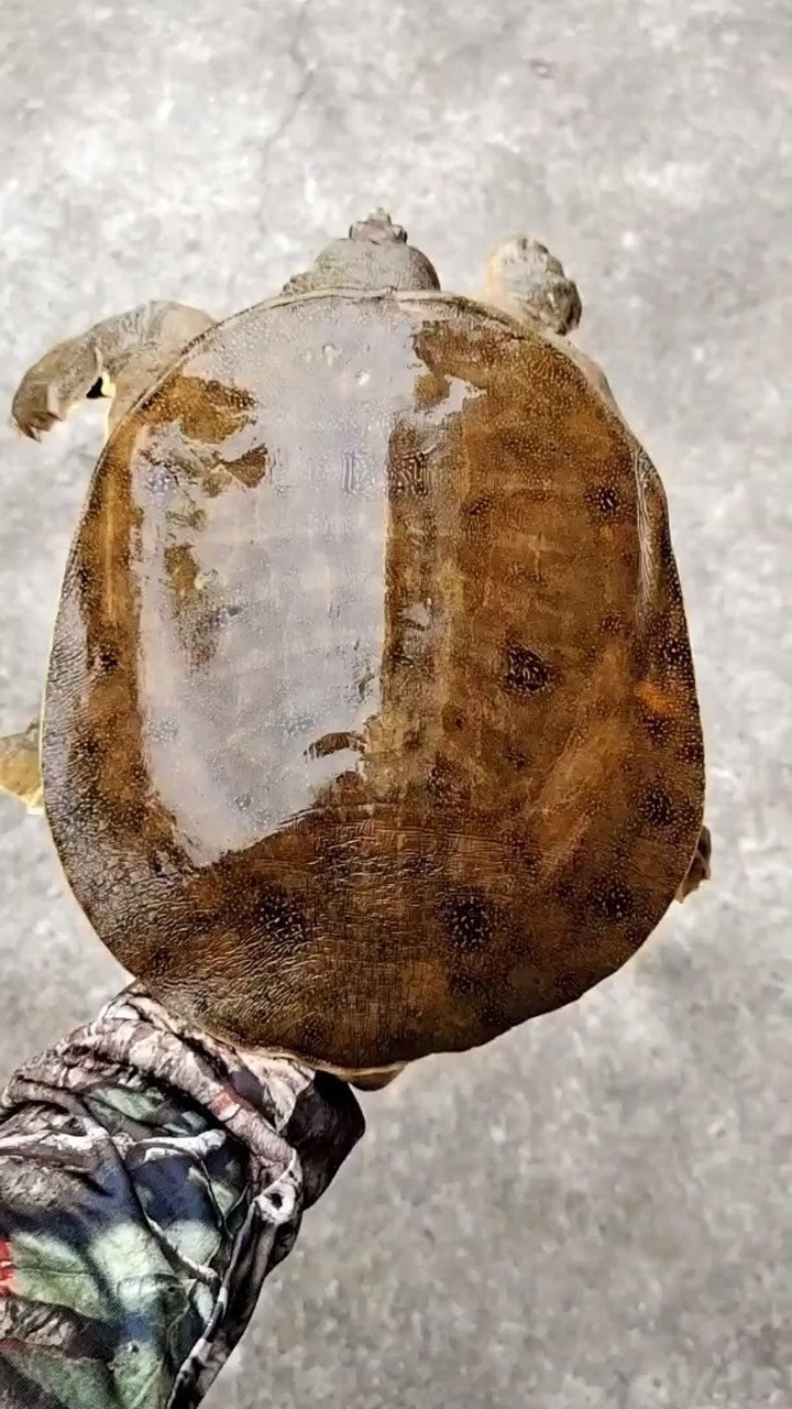 这么大的甲鱼你们见过吗?
