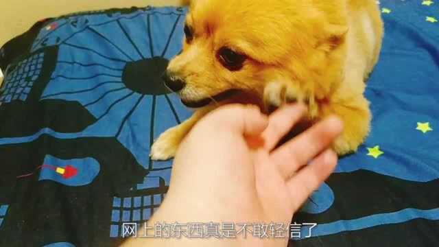 狗狗的脚丫特别香铲屎官闻了之后,彻底不淡定了