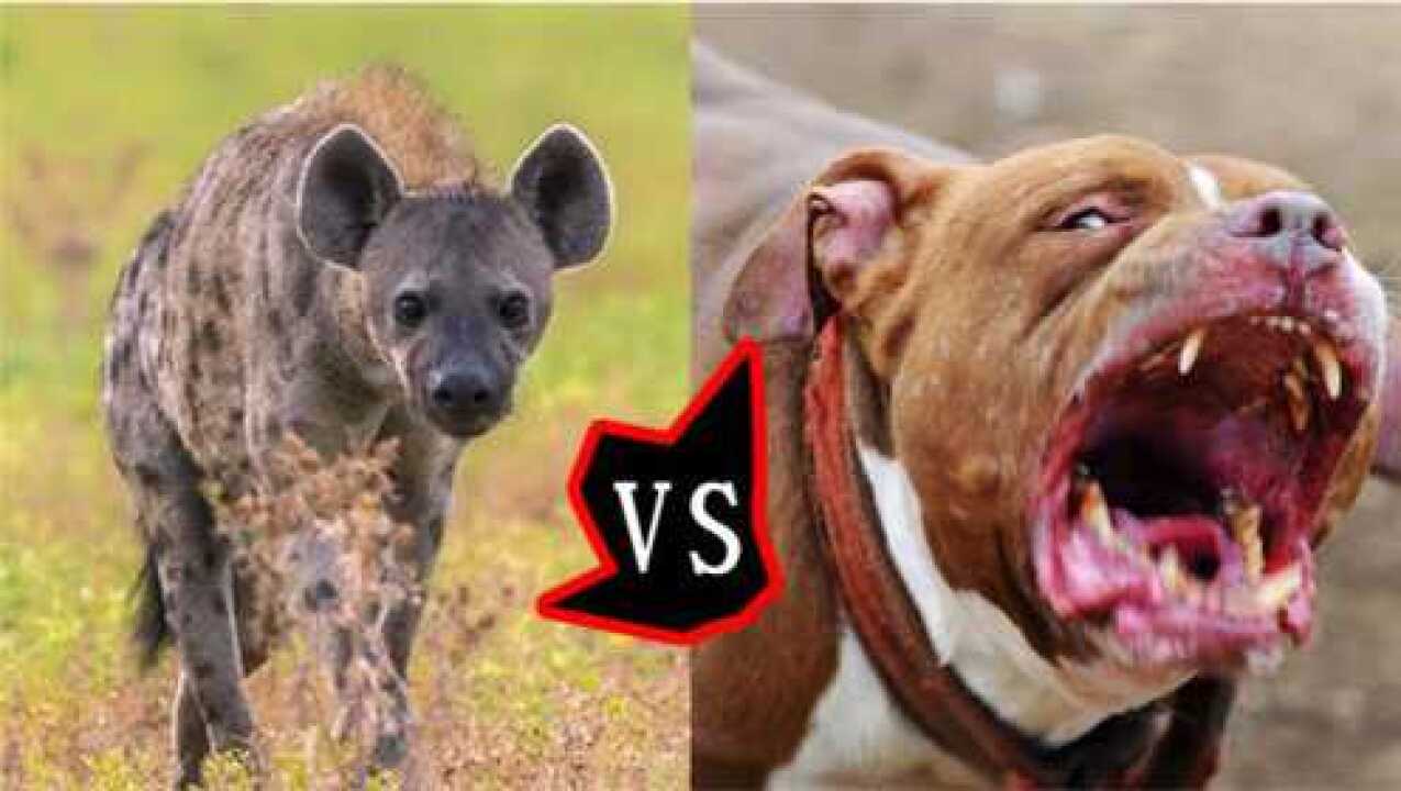 鬣狗和比特犬谁更胜一筹将它们关在同一笼子镜头记录全过程