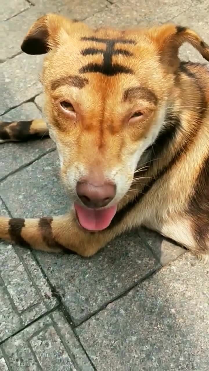 这老虎长不大,看到头发现是狗,这虎纹染的吧!