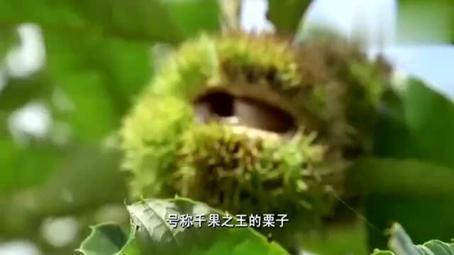 舌尖上的中国:封开油栗与众不同,皮薄味甜,轻易尝不到