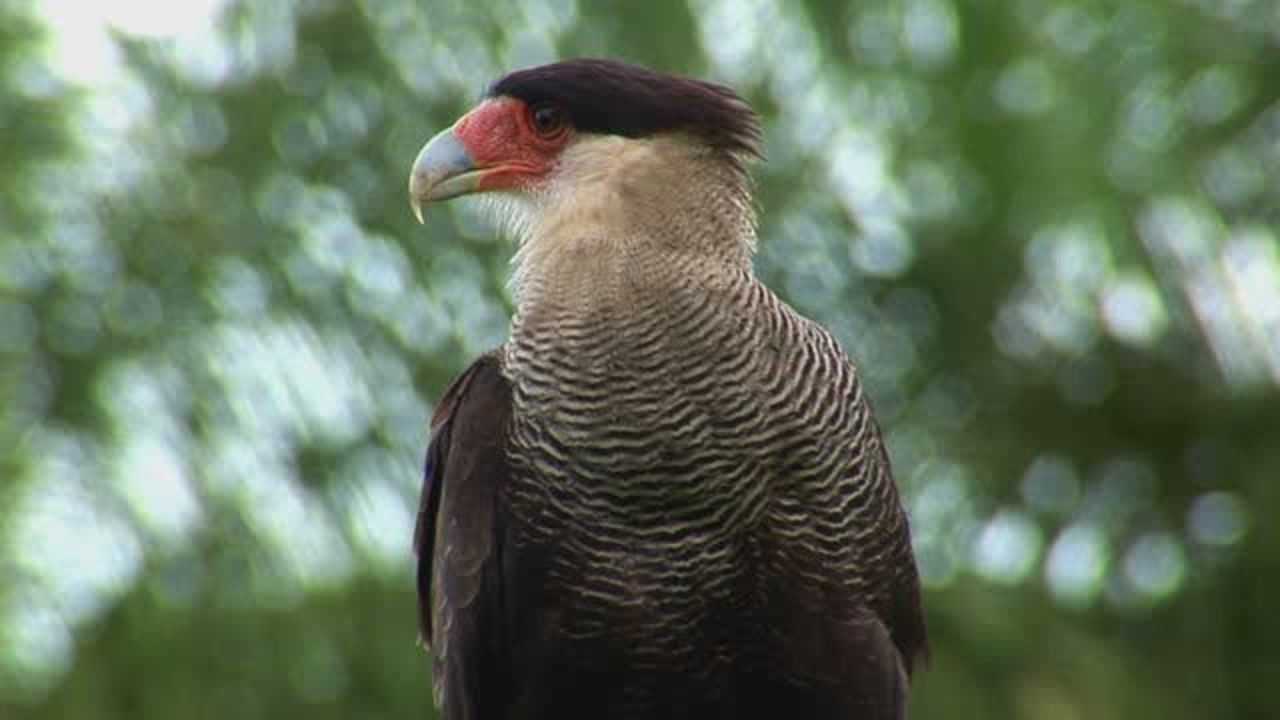 毛孩观影01:09狮子被长颈鹿踢歪脑袋,人都变傻了.