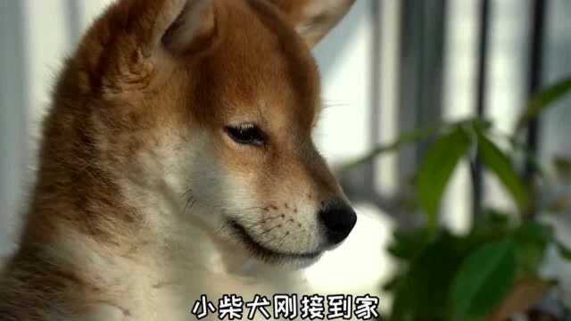 给超萌的小柴犬起名字,真的好纠结啊,简直难为死本铲屎官了啊!