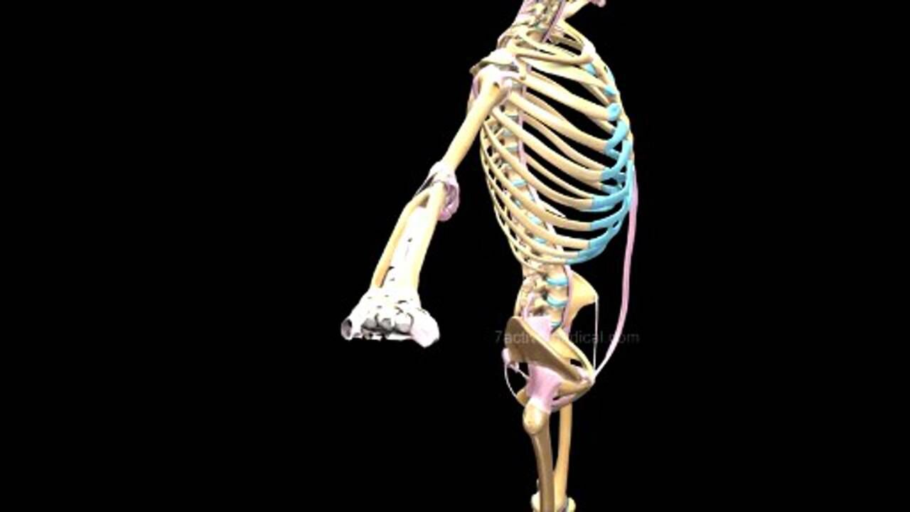 人体骨架一共有206块骨头那么它们是如何组合在一起的呢