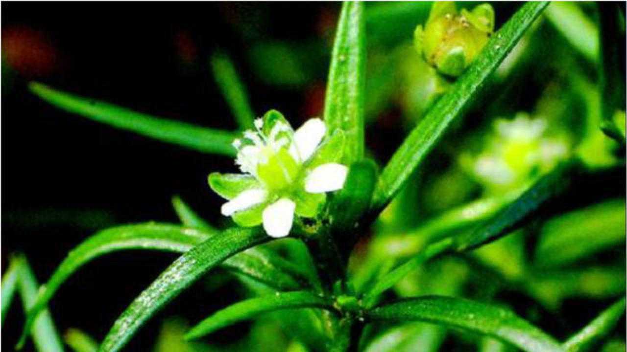 老家人用来解毒止痒的草药,老中医都用它治疗鼻炎,这种植物你认识吗?