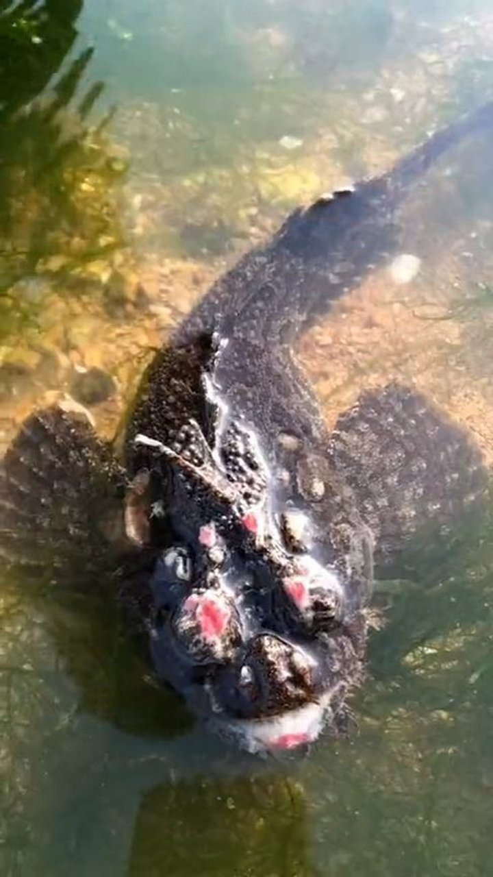 很奇怪的鱼,在我们这叫做老虎鱼,你们那里怎么叫呢?