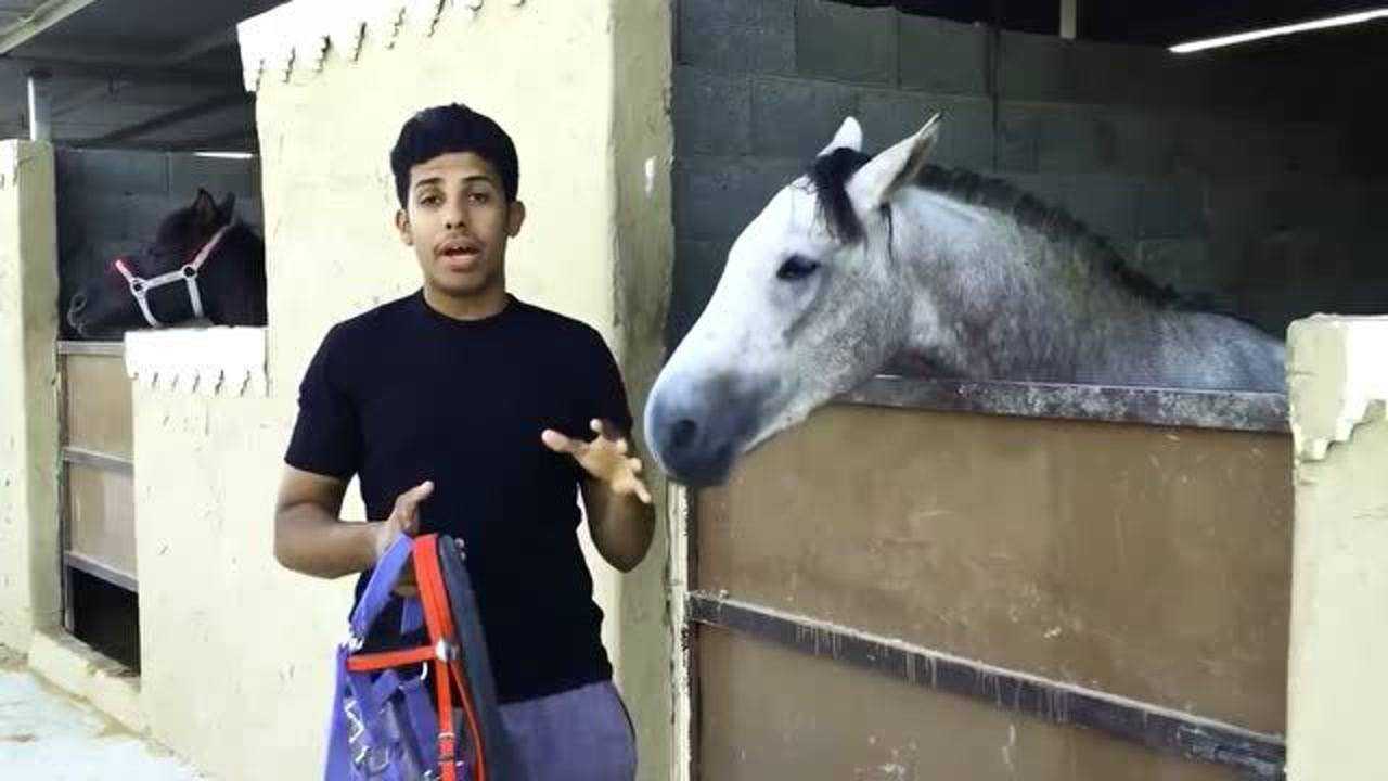 实拍给骏马上缰绳，戴马鞍全过程，马非常配合_高清