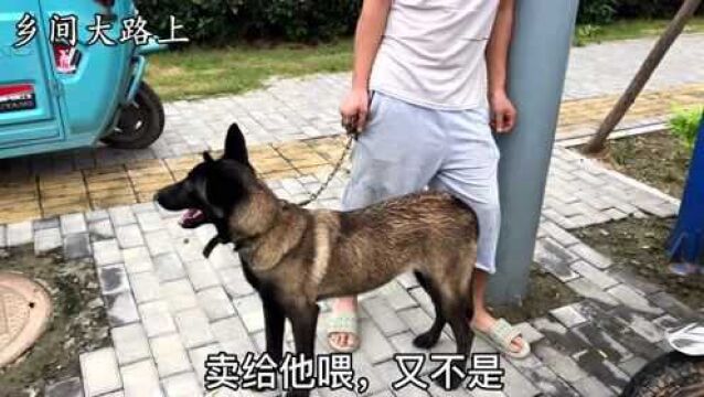 6个月的马犬卖800块,攻击能力超强, 一般人都不敢靠近,喜欢吗