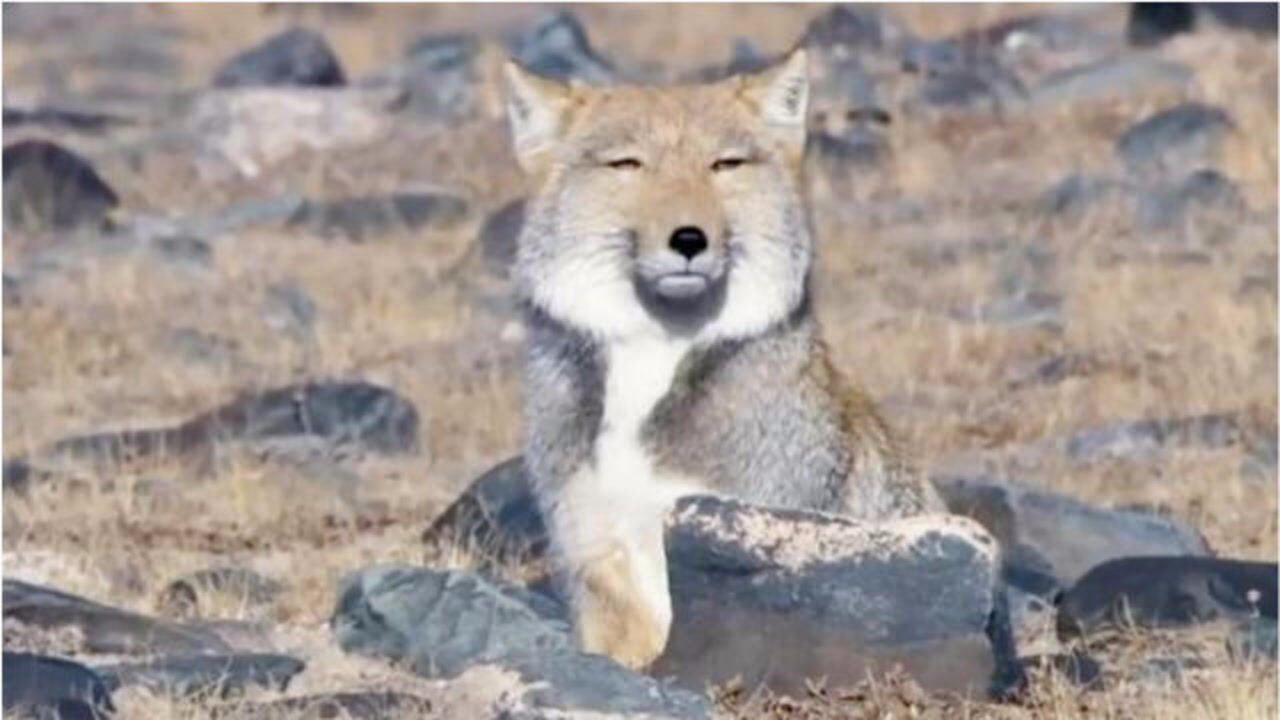 野生狐狸表情包图片