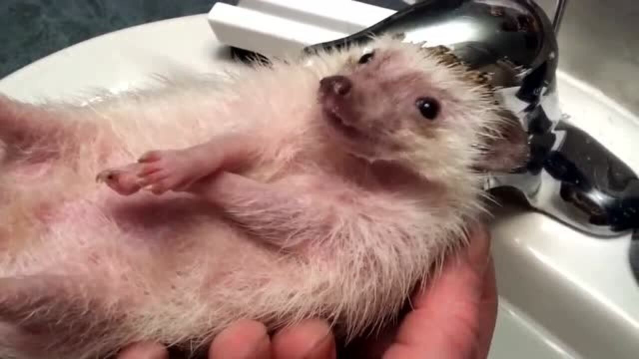 小刺猬知道自己要去洗澡了,缩成一个球,太可爱了!_腾讯视频