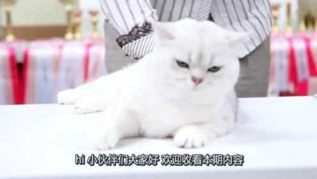 1.英国短毛猫常见颜色介绍,一般多为这几种,快来看看吧