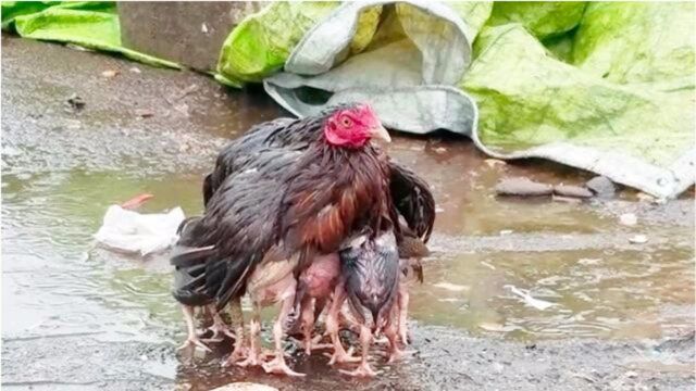 母爱伟大!鸡妈妈为了5只小鸡仔甘愿淋雨,全身湿透也要保护小鸡