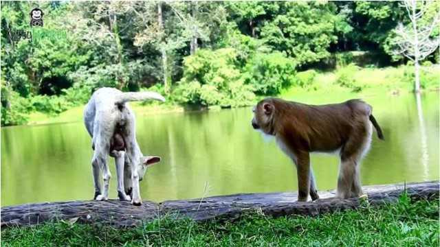 可怜的怀孕母狗被雌猴袭击,母狗大声喊叫!