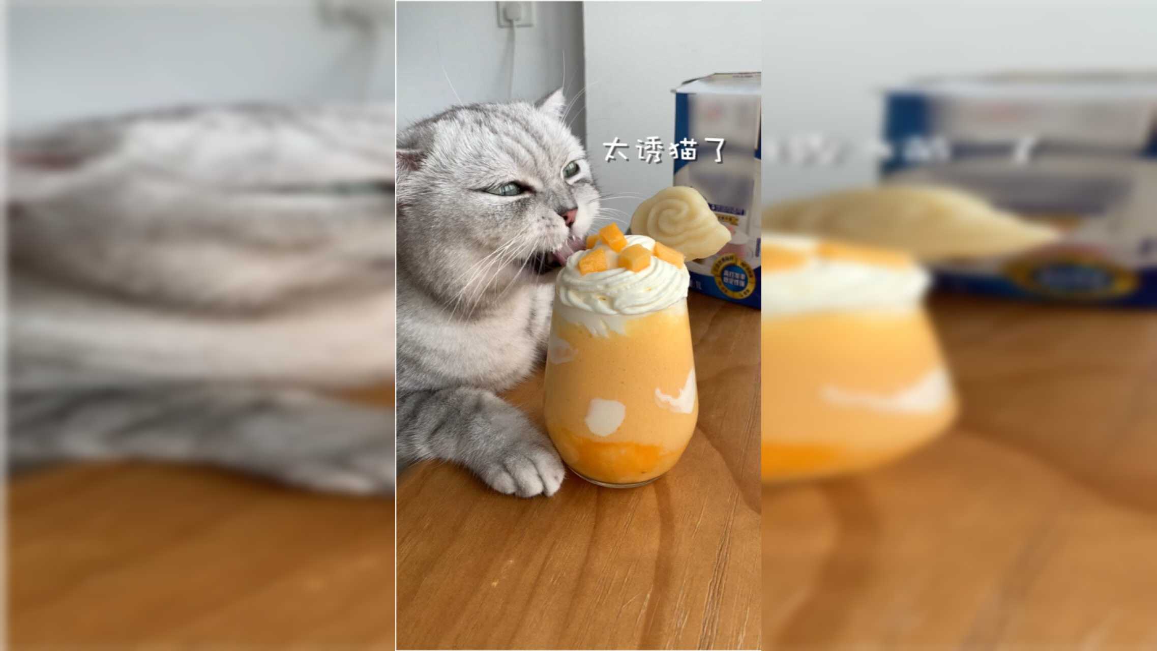 料理猫王