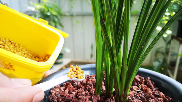 养兰花牢记10个字轻松就能掌握好施肥技巧