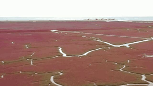 辽宁盘锦红海滩绘就“火红画卷”