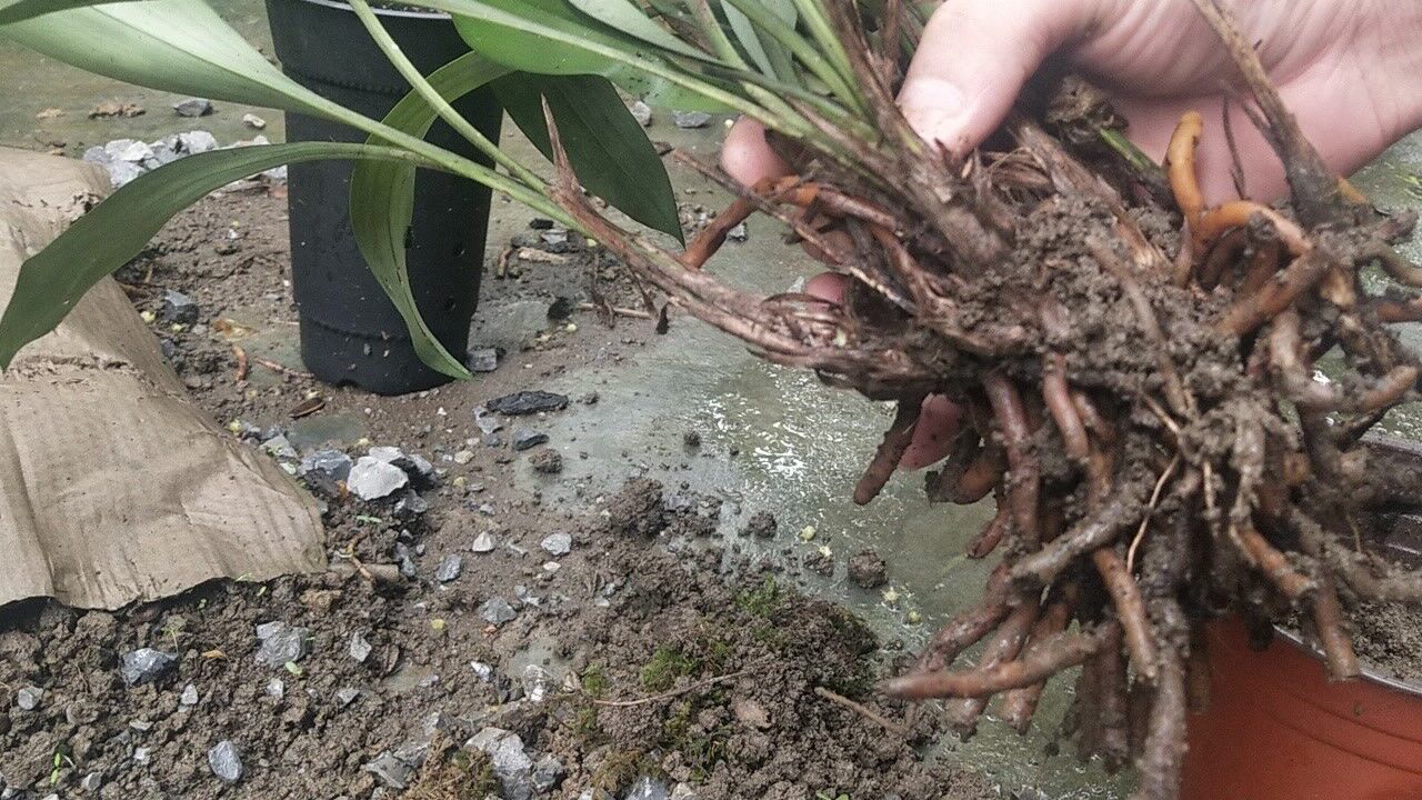 给朋友寄几株兔耳兰脱盆看一看它的根有没有烂