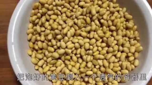 在家生豆芽,原来这么简单,1斤黄豆出8斤豆芽,简单实惠无添加