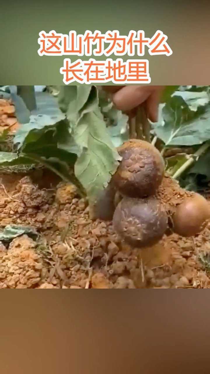 这山竹为什么长在地里