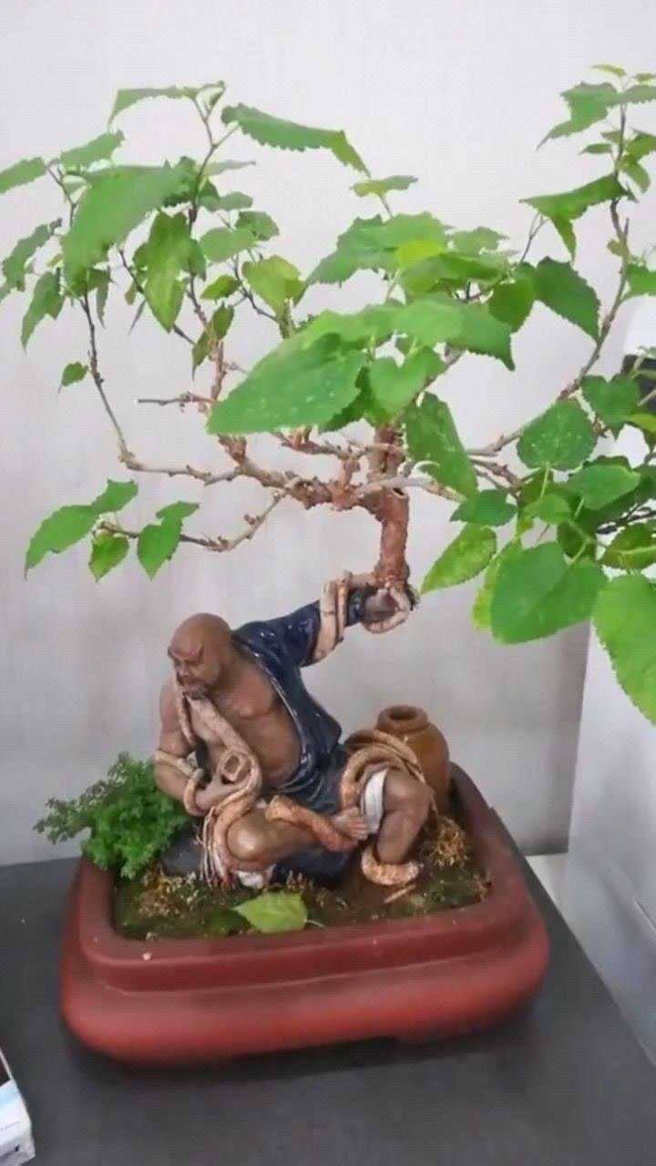 土豪的桑树盆景你们看着怎么样是不是很有骨感啊