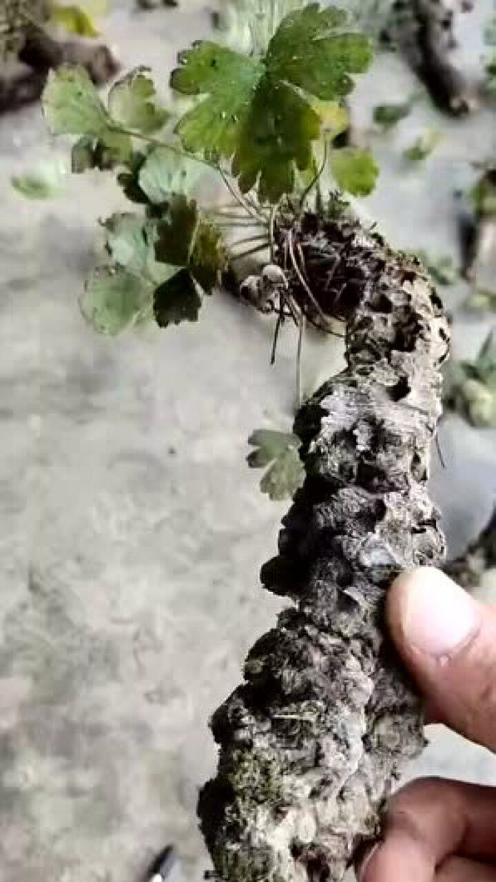 爷爷采的野三七,样子丑丑的,却在岩壁上呆了上百年了!