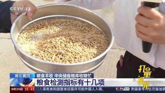 直击中央储备粮库收粮:粮食颗粒饱满,看得人满心欢喜