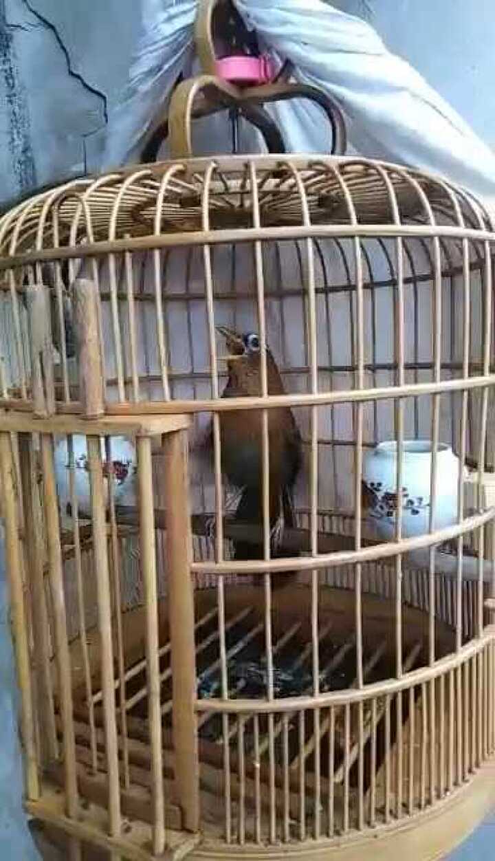 东东画眉鸟套之转发一只母画眉鸟看看怎么样?