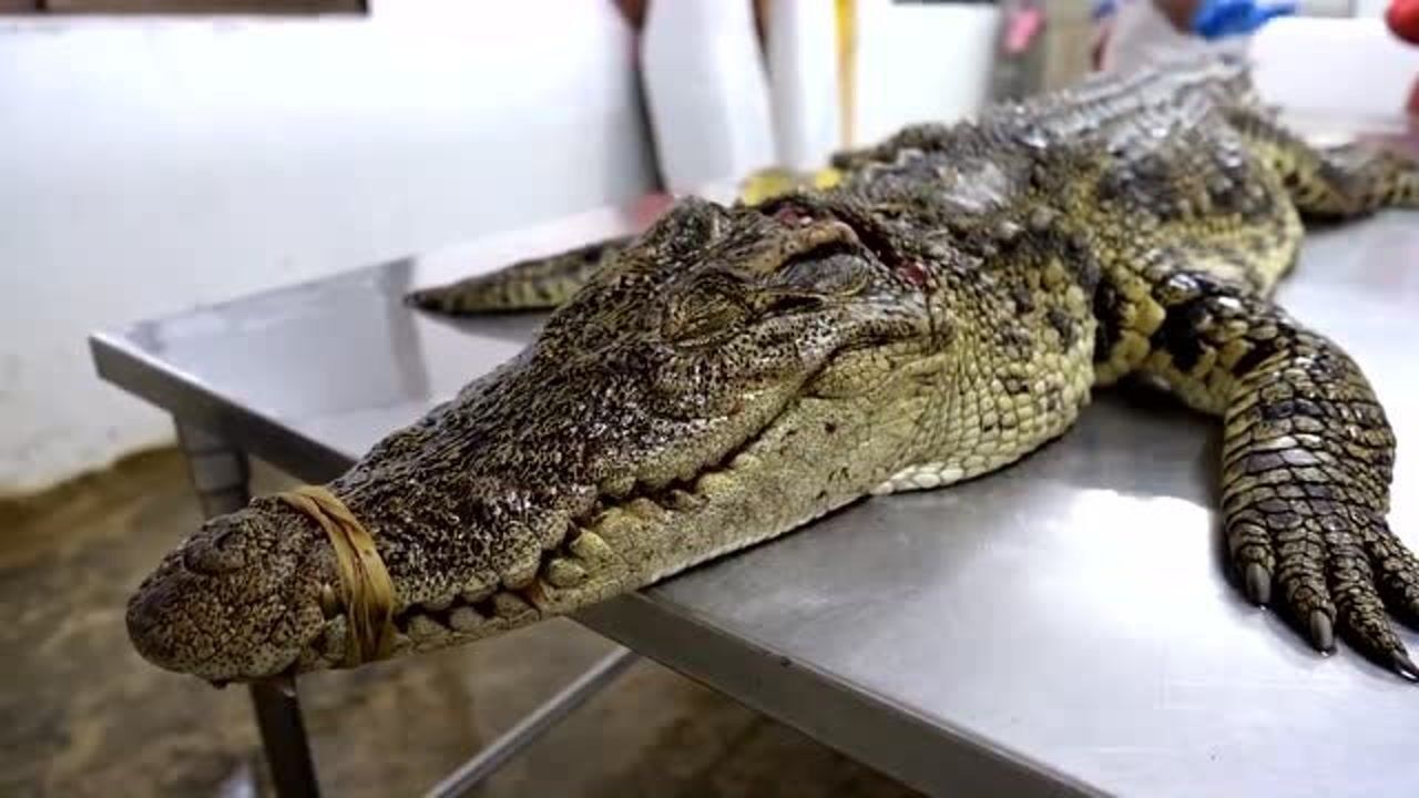 实拍泰国市场,现场宰杀并清洗鳄鱼,这个真的有人吃吗?
