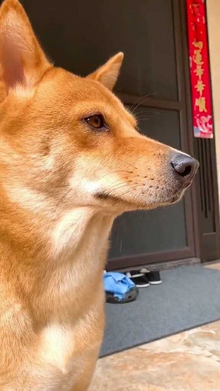 纯种中华田园犬也就是农村所说的大黄