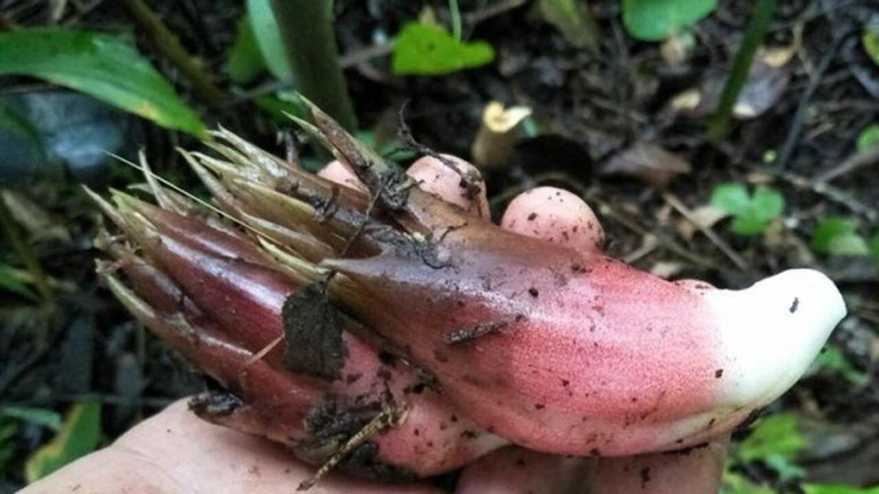 这种茎叶和生姜长的很像的植物大家有吃过吗