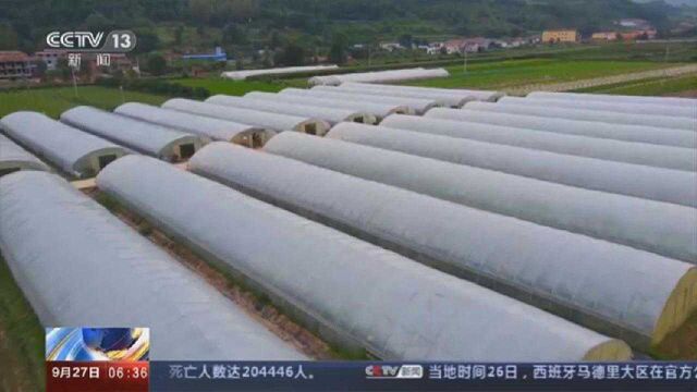 陕西太白:智慧农业好帮手 高山蔬菜助增收