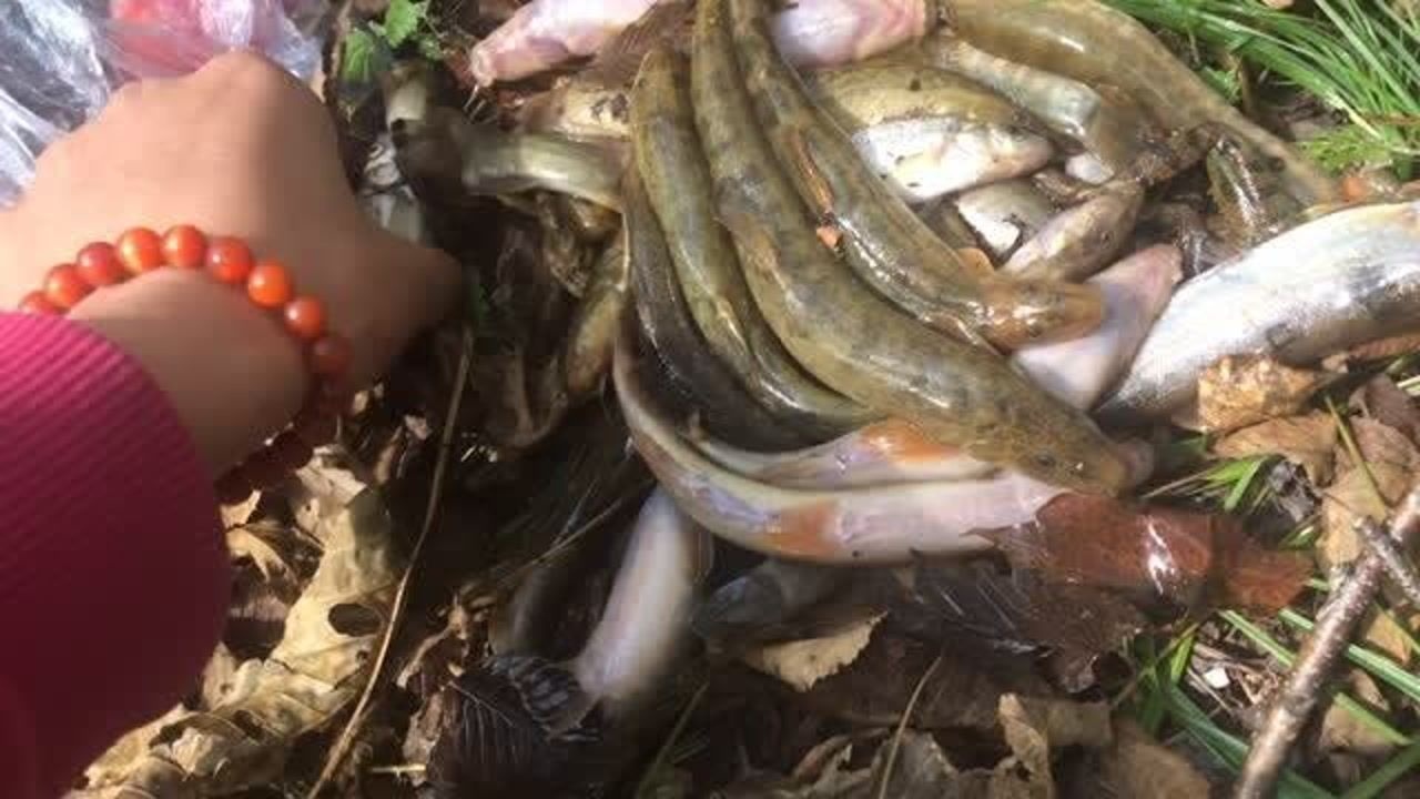 东北冷水花泥鳅图片