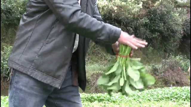 致富带头人李俊耐心,向务工群众讲解摘菜细节