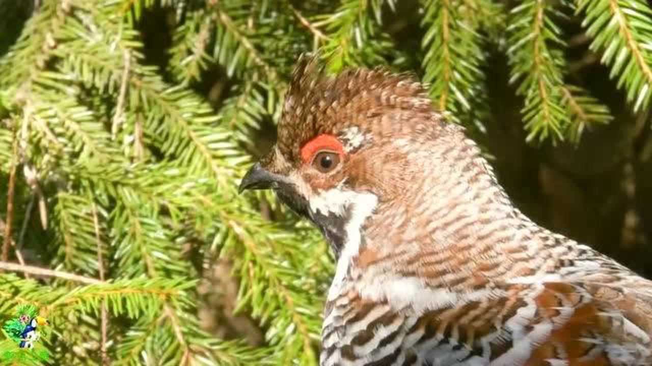 飞龙鸟的叫声,学名花尾榛鸡,分布在大兴安岭地区