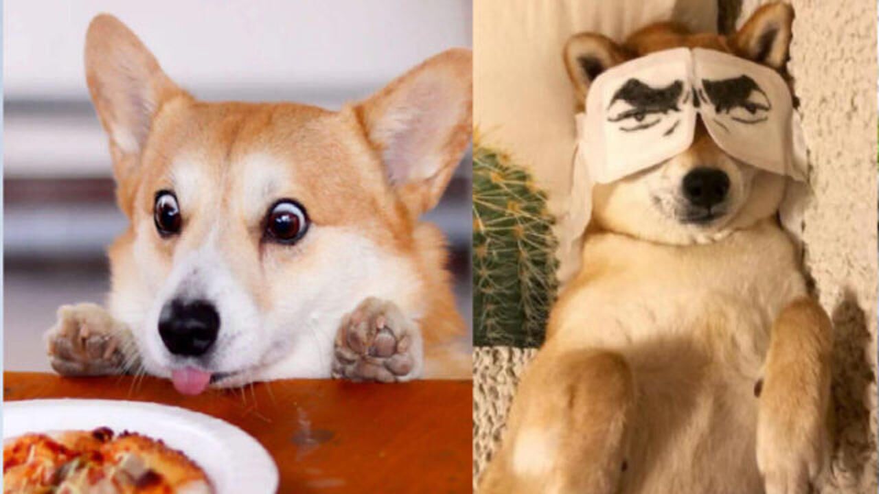 狗子犯二沙雕爆笑时刻~宠物汪星人太搞笑了哈哈哈