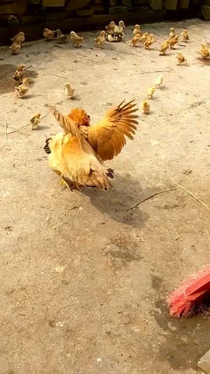 两个母鸡打架,公鸡在旁边左右为难,到底该帮谁呢