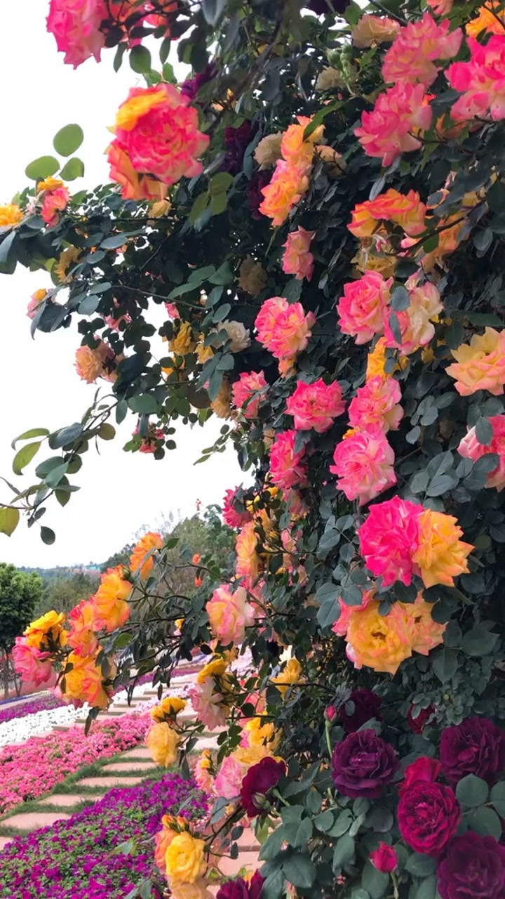 爬藤月季藤彩虹开花多变适合做拱门花墙花柱栅栏