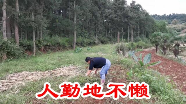 地里满地都是杂草,农村姑娘拔了种植蚕豆,人勤地不懒