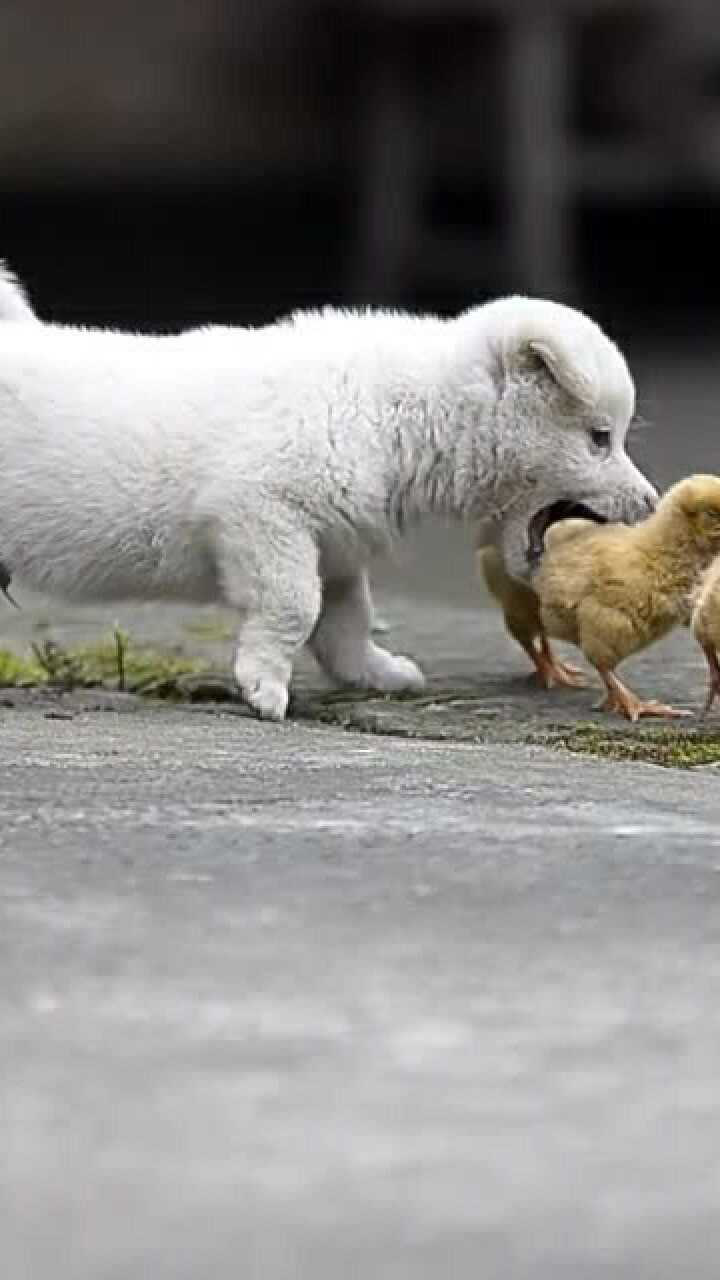 中华田园犬和小鸡的和平相处 这一幕太暖了